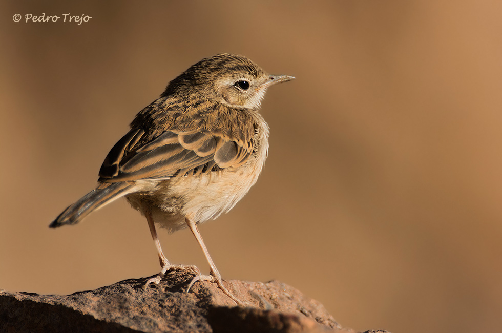 Bisbita caminero (Anthus bethelotii)